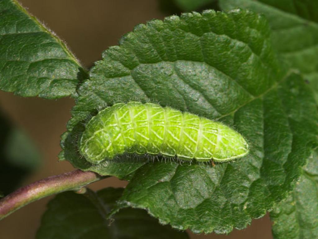 Brown Hairstreak (caterpillar) by Peter Eeles