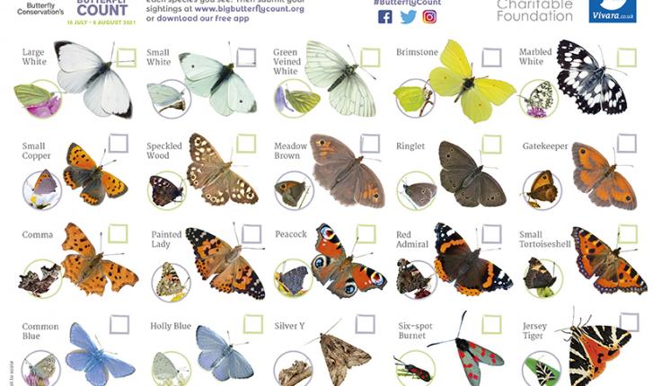 ID guide featuring butterflies