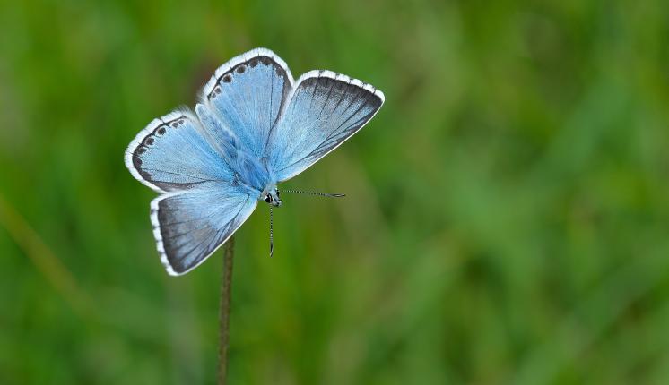 Chalk Hill Blue Butterfly. Photo taken by Bob Eade.