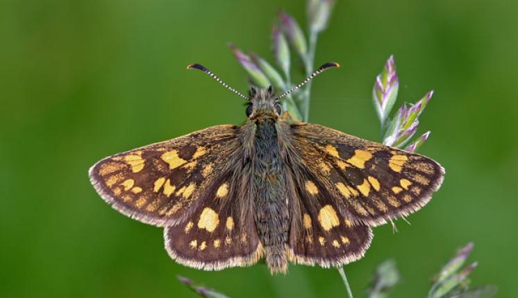Chequered Skipper (upperwing) by Keith Warmington