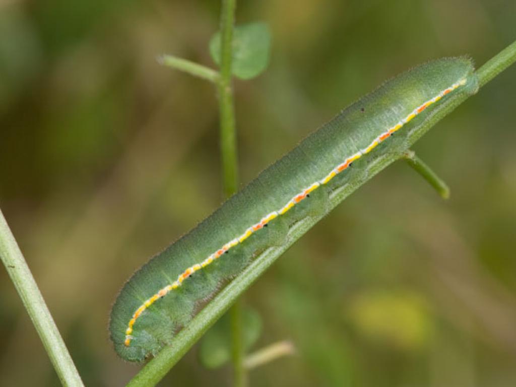Clouded Yellow (caterpillar) by Peter Eeles