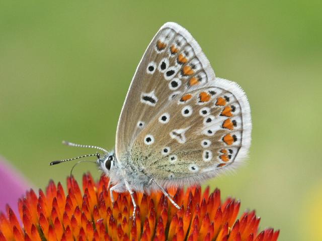 Common Blue - Dave Green