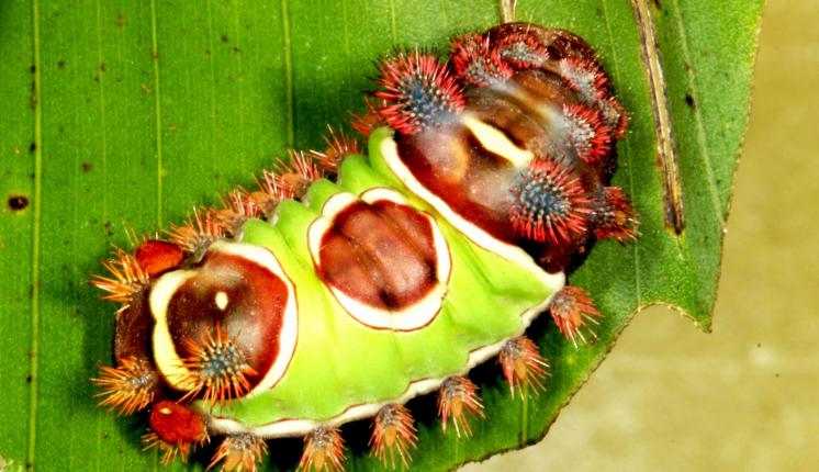 Costa Rica caterpillar - Danielle Salcido