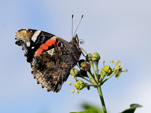 Red Admiral on Ivy - Iain Leach