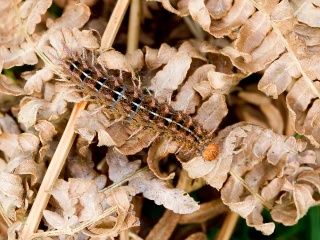 High Brown Fritillary (caterpillar) - Peter Eeles