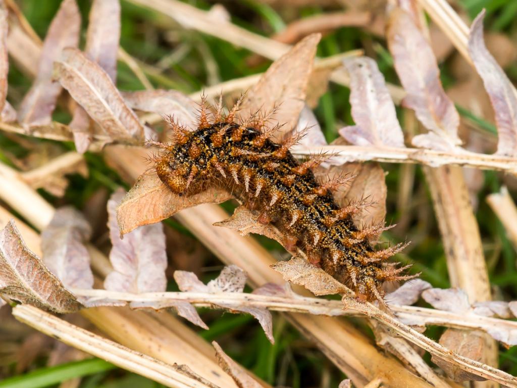 High Brown Fritillary (caterpillar) - Peter Eeles