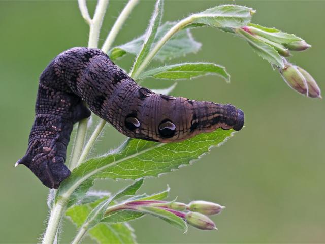 Elephant Hawk-moth caterpillar on a plant