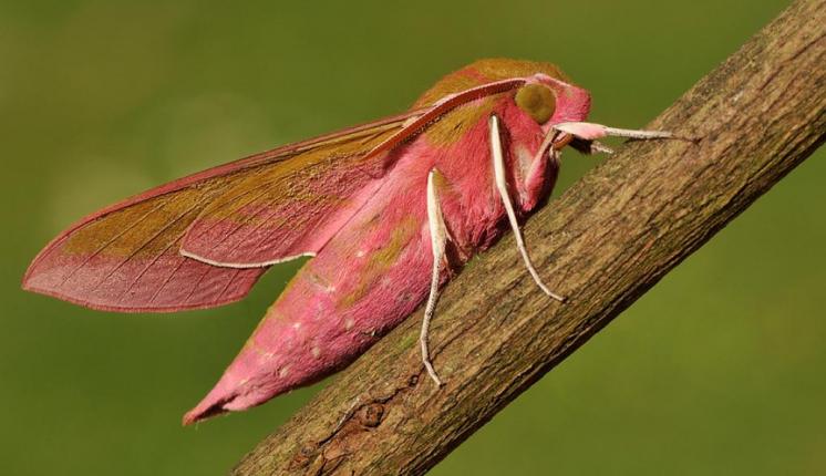 Elephant Hawk-moth Pete Withers