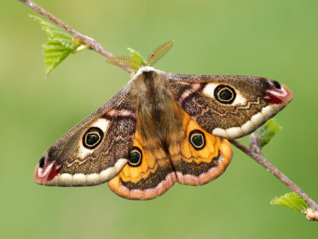 Emperor moth (male) - Iain Leach