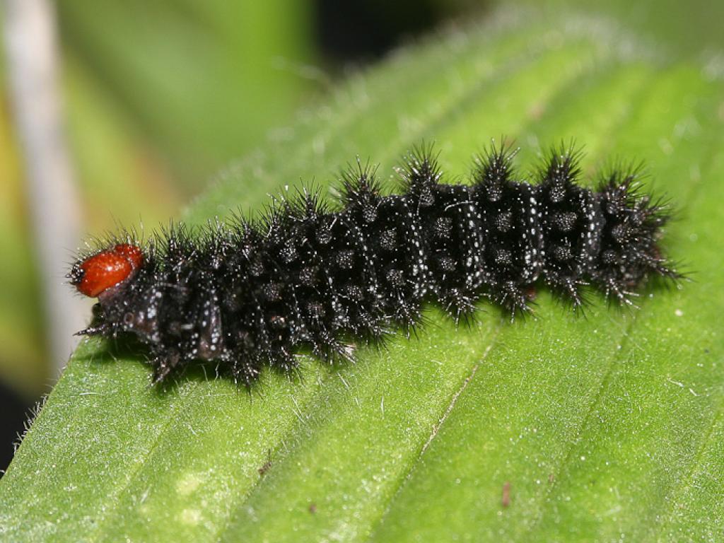 Glanville Fritillary (caterpillar) by Peter Eeles