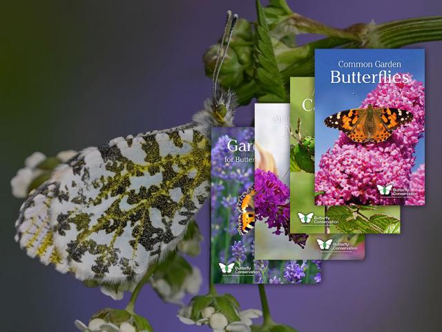 Join Butterfly Conservation