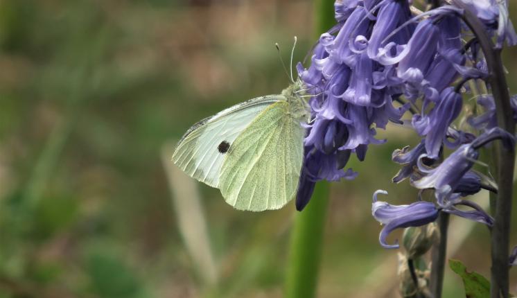 Large White [m], Great Parks, Paignton, 27.4.20 (Dave Holloway)