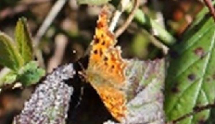 Basking Comma butterfly, Photo credit: Graham Smith