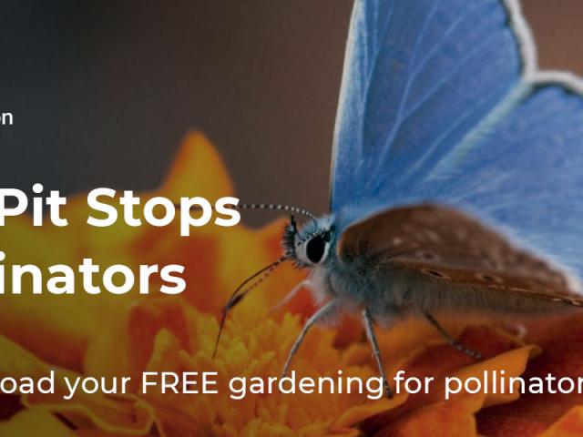 Pit Stops for Pollinators Download