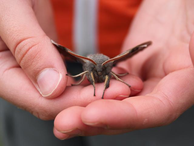 Poplar Hawk-moth - Rob Skinner