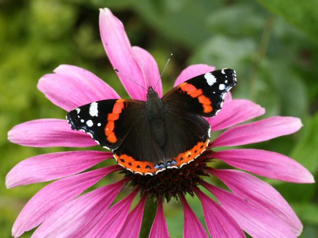 Red Admiral - Dave Green