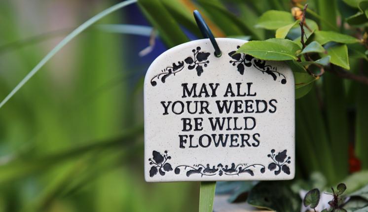 May all your weeds be wildflowers / Gardening - Sandy Millar/Pexels