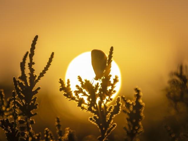 Silver studded blue butterfly against the sunset