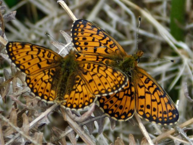 Small Pearl-bordered Fritillary [m & f], Clearbrook, Dartmoor, 16.5.20 (Dave Gregory)