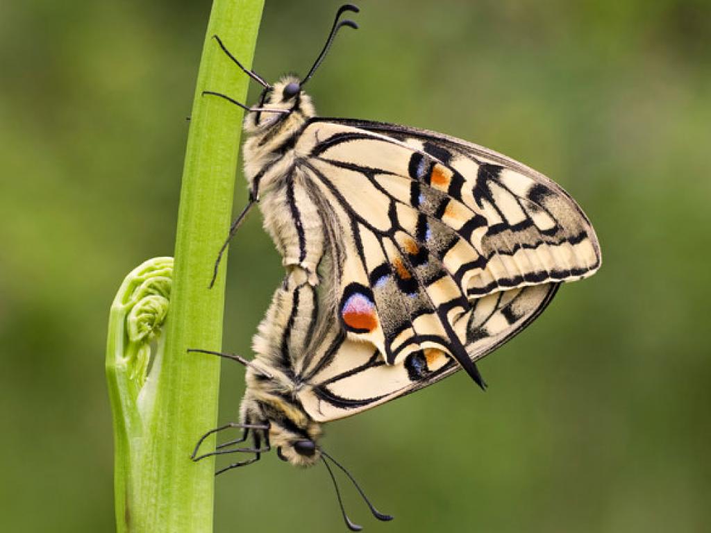 Swallowtail (male & female) by Matt Berry