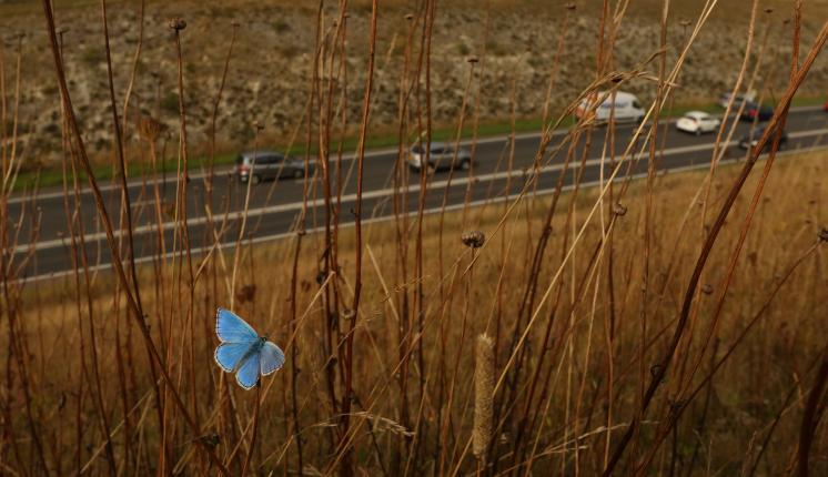 Adonis Blue butterfly on road verge in Dorset
