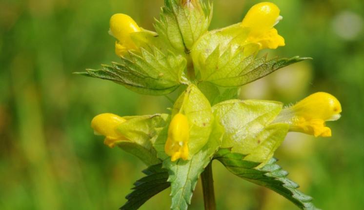 Yellow Rattle flowers on a green background