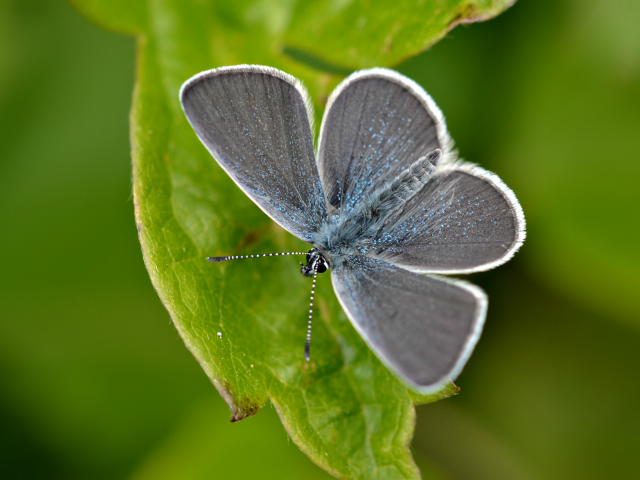 Small Blue (upperwing) by Andrew Cooper