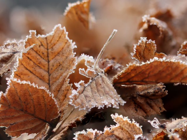 Frosted leaves on the ground
